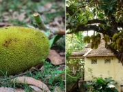 Bạn trẻ - Cuộc sống - Mít rơi trúng đầu, cụ ông tử vong ngay tại chỗ