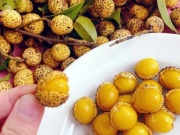 Thị trường - Tiêu dùng - Loại quả từng chẳng ai thèm để ý nay bỗng gây sốt, giá tới 50.000 đồng/kg, đặt cả tuần mới có