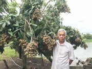 Thị trường - Tiêu dùng - Lão nông thu tiền tỷ từ giống nhãn 'siêu trái'