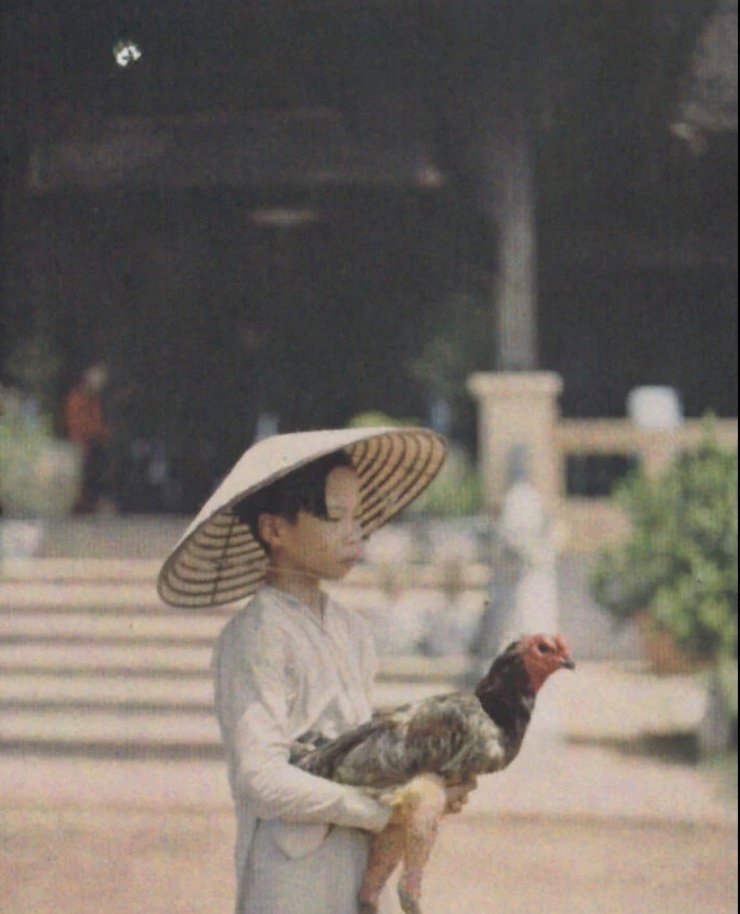 Cậu bé bế gà chọi