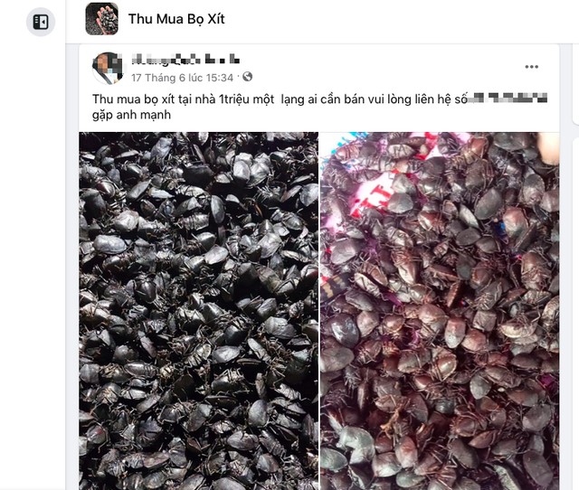 Trên các trang mạng xã hội, nhiều hội nhóm thu mua bọ xít được lập ra - Ảnh chụp màn hình
