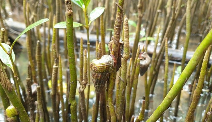 Các loại ốc thông thường sống ở dưới nước, nhưng ở miền Tây, nhiều nhất là ở Đồng Nai có một loại ốc đặc biệt, chúng sống ở trong rừng, ăn lá cây và trú ngụ trên lá cây, đó là ốc lá.
