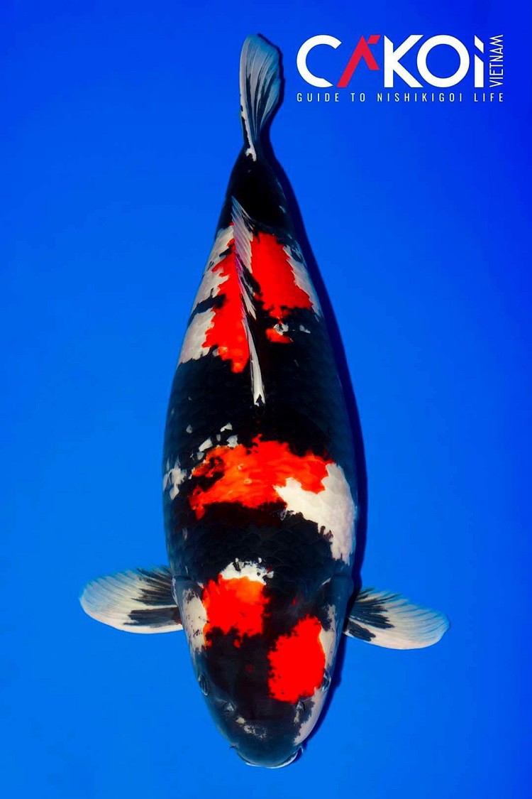 Con&nbsp;cá Koi này đã đạt giải Nhất cuộc thi "hoa hậu" cá Koi toàn quốc và được định giá trên 1 tỷ đồng.
