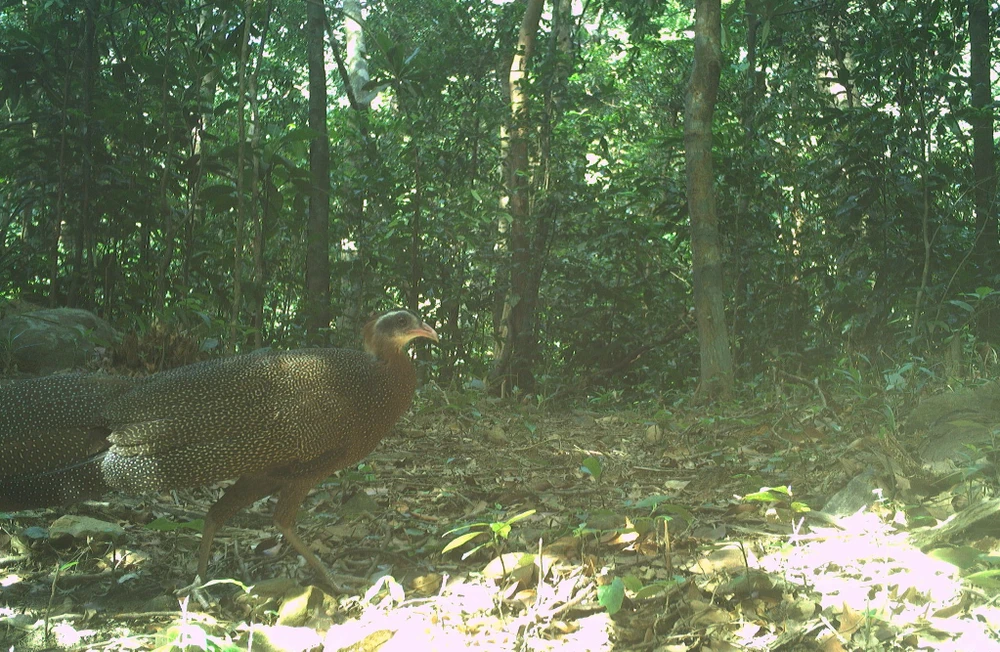 Trĩ sao cùng nhiều loài thú quý hiếm được phát hiện trong rừng nguyên sinh ở Quảng Bình. Ảnh: ĐC-KNT.