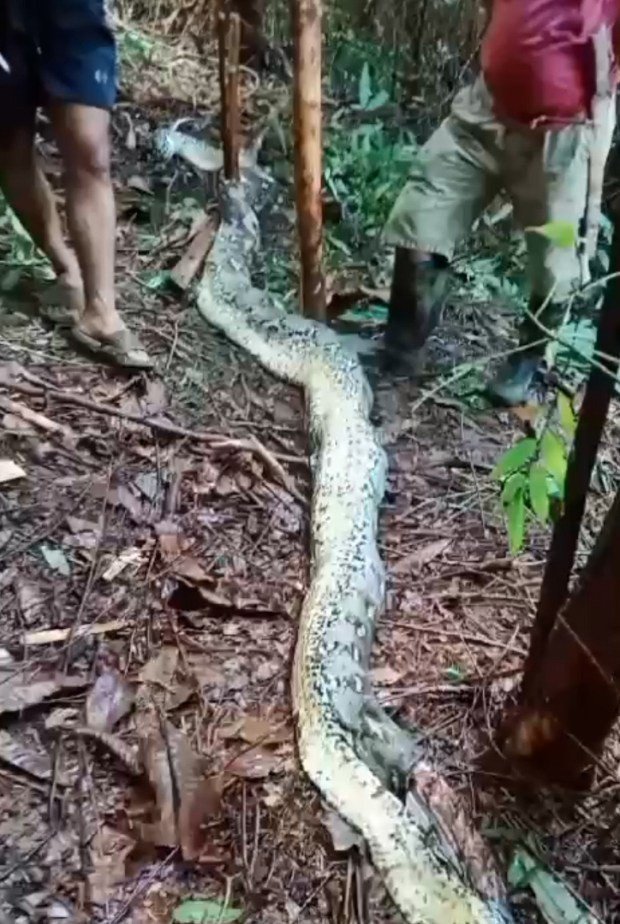 Indonesia: Chồng phát hiện thi thể vợ trong bụng trăn khổng lồ - 1