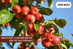 Tin tức sức khỏe - 3 loại quả “màu đỏ” bổ tự nhân sâm cực tốt cho phổi, nhưng thường bị người Việt “ngó lơ”