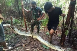 Indonesia: Chồng phát hiện thi thể vợ trong bụng trăn khổng lồ