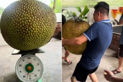 Bạn trẻ - Cuộc sống - Quả mít “khủng” 55kg ở Hải Dương khiến chủ nhà bê &quot;ná thở&quot;