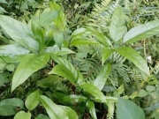 Thị trường - Tiêu dùng - Cây dại trước không ai ngó ngàng nay hóa "mỏ vàng", thành đặc sản lạ, dân hái bán "hốt bạc"