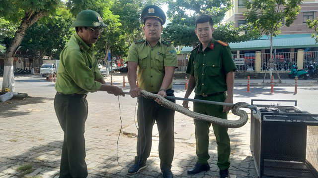 Trăn đất quý hiếm xuất hiện giữa trung tâm Đà Nẵng