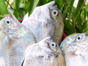Thị trường - Tiêu dùng - 2 loại cá ở Việt Nam tên vô cùng lạ, trước không ai ăn nay thành đặc sản nổi tiếng khắp nơi