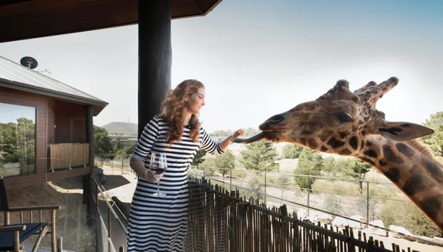 Nữ du khách thích thú khi được tiếp xúc gần với hươu cao cổ. Ảnh: Jamala Wildlife Lodge