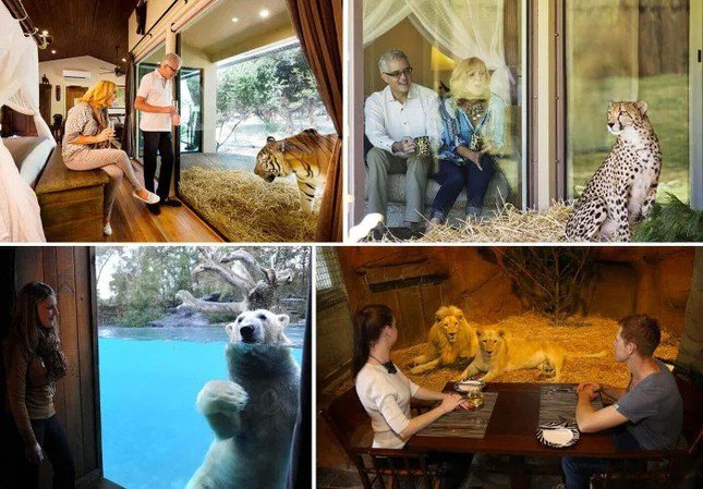Trào lưu nghỉ dưỡng cùng động vật hoang dã đang thịnh hành ở Úc. Ảnh: Tripadvisor.