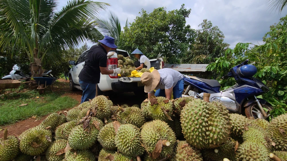 Cơn giông lốc tàn phá vườn sầu riêng tại Đắk Lắk, gây thiệt hại nặng nề cho người dân