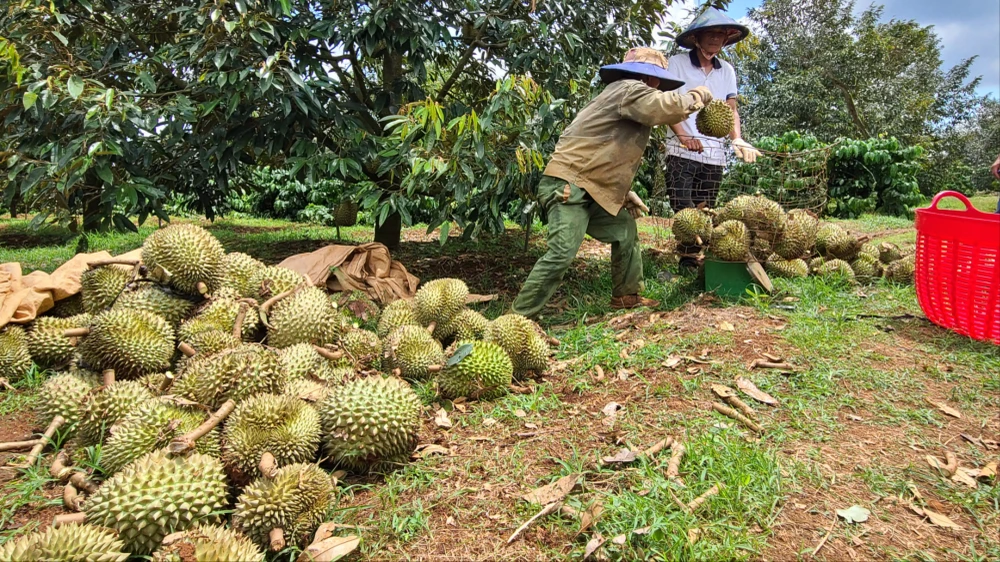 Cơn giông lốc tàn phá vườn sầu riêng tại Đắk Lắk, gây thiệt hại nặng nề cho người dân