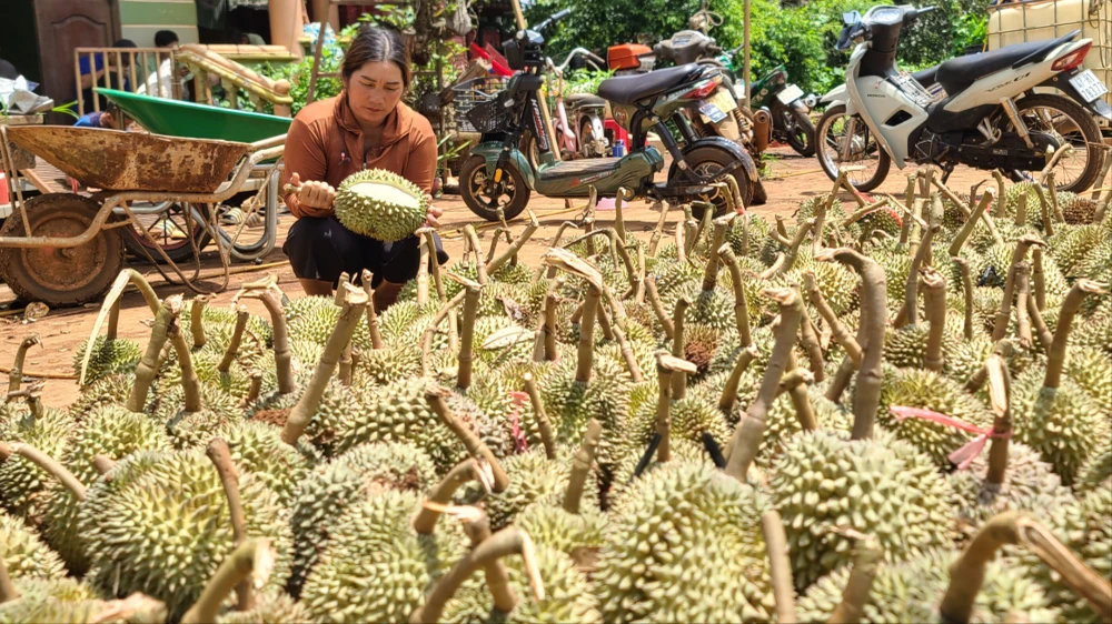 Cơn giông lốc tàn phá vườn sầu riêng tại Đắk Lắk, gây thiệt hại nặng nề cho người dân