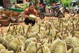 Cơn giông lốc tàn phá vườn sầu riêng tại Đắk Lắk, gây thiệt hại nặng nề cho người dân