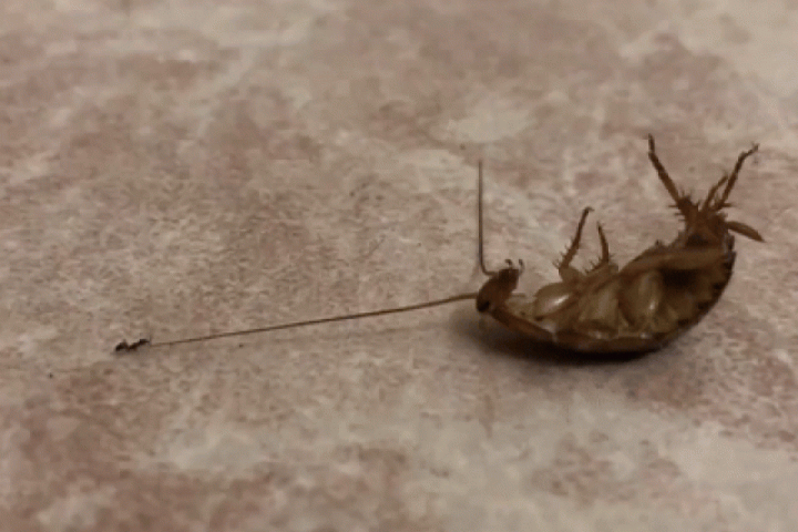 Phi thường - kỳ quặc - Kiến tí hon một mình kéo gián khổng lồ về tổ