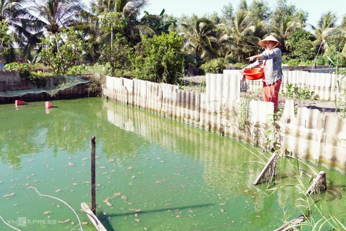 Chị Nguyễn Thị Kiều Diễm phải dừng nuôi một ao ba ba, chỉ còn chừa một ao để cầm cự chờ giá. Ảnh: An Minh