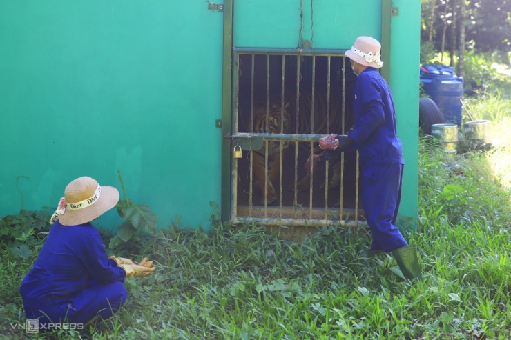 Những chú hổ Đông Dương trưởng thành sau hai năm chăm sóc tận tình tại Vườn quốc gia Phong Nha - Kẻ Bàng