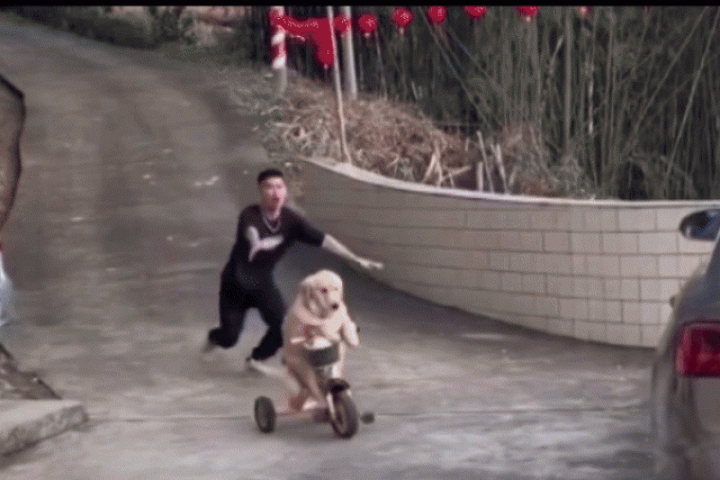 Phi thường - kỳ quặc - '7749 kiếp nạn' của chó cưng