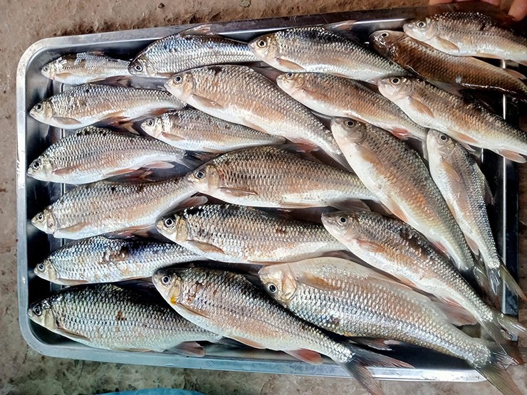 Loài cá này&nbsp;thường cư trú ở những đoạn sông, suối có nước chảy xiết, nhất là những nơi có thác ghềnh. Chính vì thế thịt cá niên rất săn chắc.