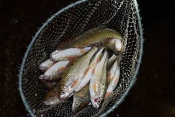 Thị trường - Tiêu dùng - Ở vùng đất lắm thác ghềnh, nước suối chảy xiết có loài cá ngon, giá hơn nửa triệu/kg