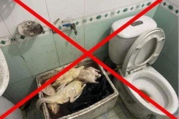 Tin tức trong ngày - Thực hư thông tin 'Vịt có giòi để cạnh bồn cầu' ở Quảng Ninh