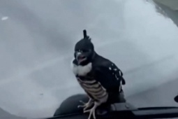 Phi thường - kỳ quặc - Chim ưng được giải cứu quay trở lại để cảm ơn cảnh sát