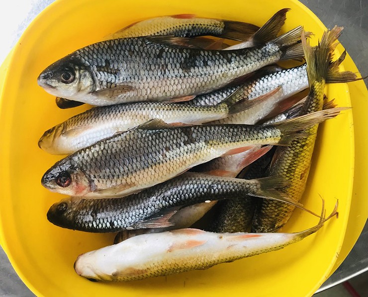 Cá niên thuộc họ cá chép. Vây cá có màu ánh bạc, thoạt nhìn tương tự cá chép nhưng thon thả hơn. Cá trưởng thành to bằng 3 ngón tay người lớn, dài hơn 30cm.