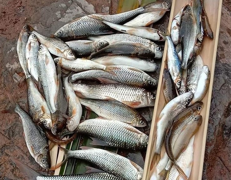 Mùa cá niên rộ nhất vào 6 tháng mùa khô.
