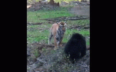 Clip: Gấu "dũng mãnh" đối đầu hổ dữ và cái kết - 1