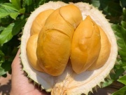 Thị trường - Tiêu dùng - 'Sầu riêng đắt nhất Việt Nam' rớt giá mạnh