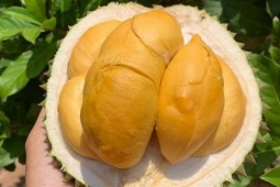 Thị trường - Tiêu dùng - 'Sầu riêng đắt nhất Việt Nam' rớt giá mạnh