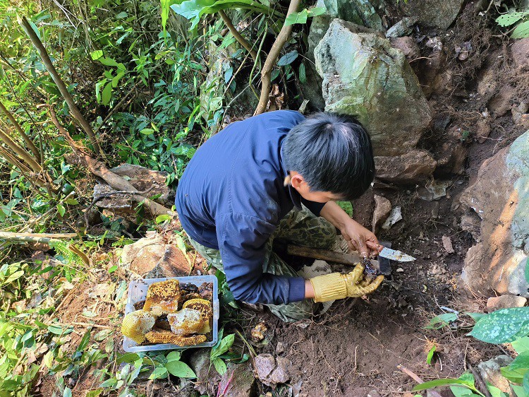 Anh Linh đang thu hoạch tổ mật ong đá vừa kiếm được ở rừng.