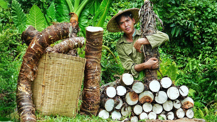 Anh Linh trong một lần đi rừng kiếm củ dáy hay còn gọi là củ bạc hà núi về phơi để bán.