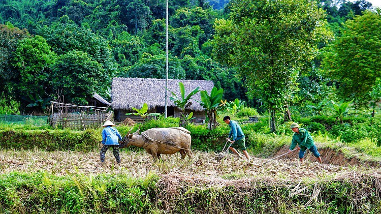 Ngày mùa, anh Linh cùng&nbsp;ông bà làm&nbsp;việc đồng áng.