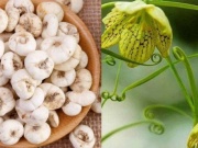 Sức khỏe đời sống - Bài thuốc quý chữa bệnh bạch hầu