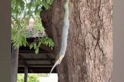 Media - Nhìn lên cây, người phụ nữ chứng kiến cảnh tượng nổi da gà