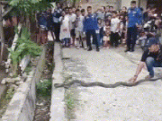 Media - Clip: Kịch tính vây bắt rắn hổ mang khổng lồ ở Indonesia