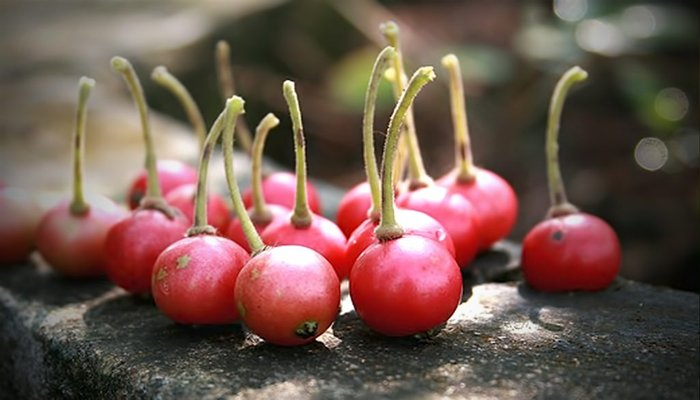 "Chữa lành" cho phổi từ thức quà tuổi thơ "bất hủ", nhiều người tiếc đứt ruột vì bỏ phí - 1