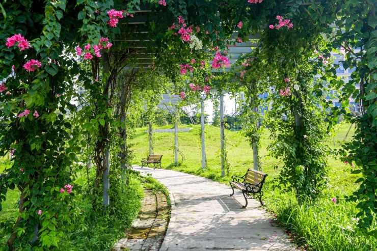 Khung cảnh lãng mạn với dàn hoa tường vi.