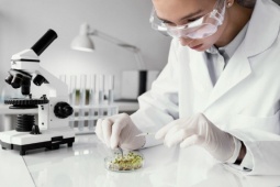 Sức khỏe đời sống - Mầm đậu nành: Bí quyết cân bằng nội tiết tố an toàn từ tự nhiên