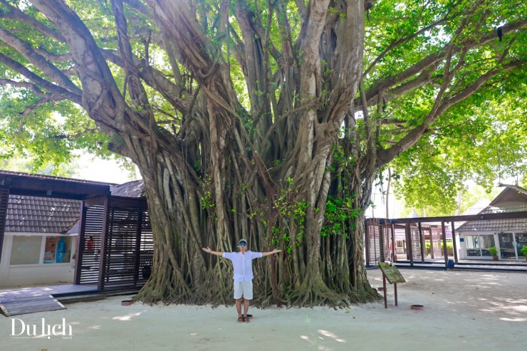 Một gốc cổ thụ hơn 200 tuổi tọa lạc trong khuôn viên của một khu nghỉ dưỡng.