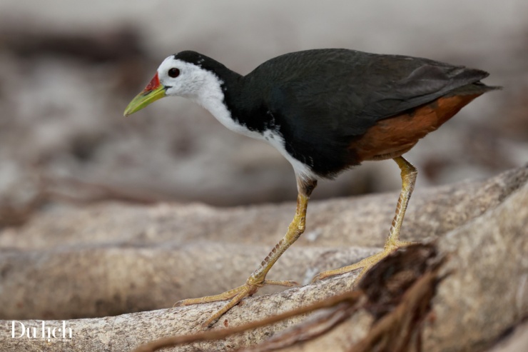 Một chú chim cuốc ngực trắng, thuộc họ gà nước, được người bản xứ gọi tên là Kanbili. Đây là loài quốc điểu tại Maldives. 