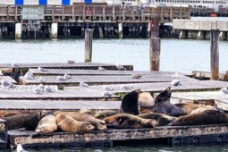 Du lịch - Nơi tôi đến, San Francisco