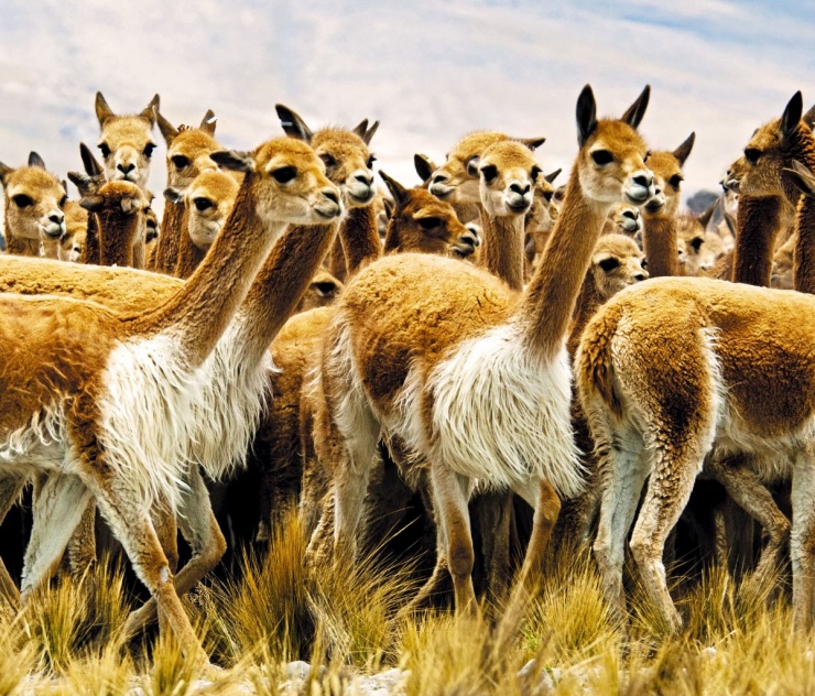 Vẻ đẹp thiên nhiên trên rừng dưới biển ở Peru - 14