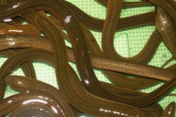 Thị trường - Tiêu dùng - Lươn thịt tăng giá mạnh