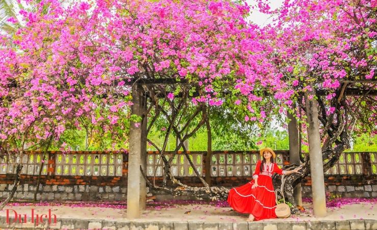 Du khách mê mẩn giàn hoa giấy ở miền Trung - 2