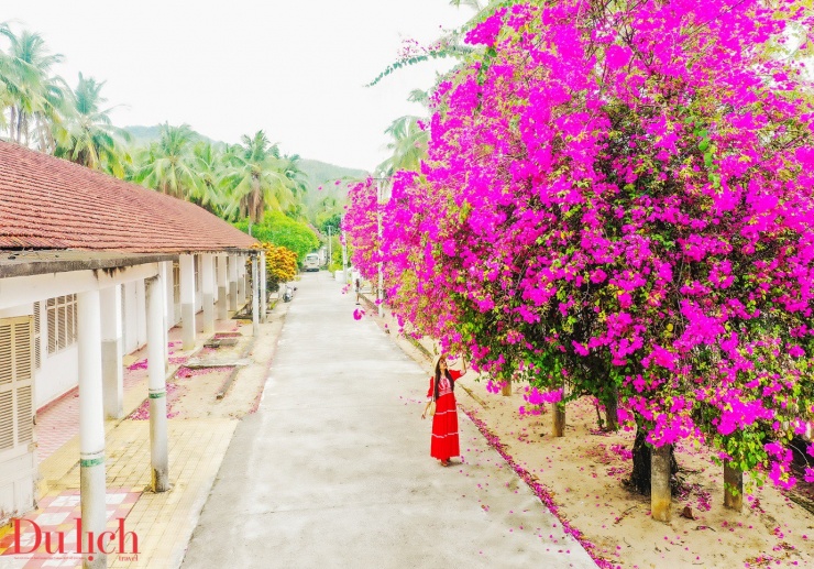 Du khách mê mẩn giàn hoa giấy ở miền Trung - 7